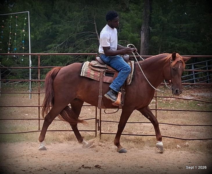 💚🐴 Cricket • Kid Safe & Beginner Safe Family Mare💚