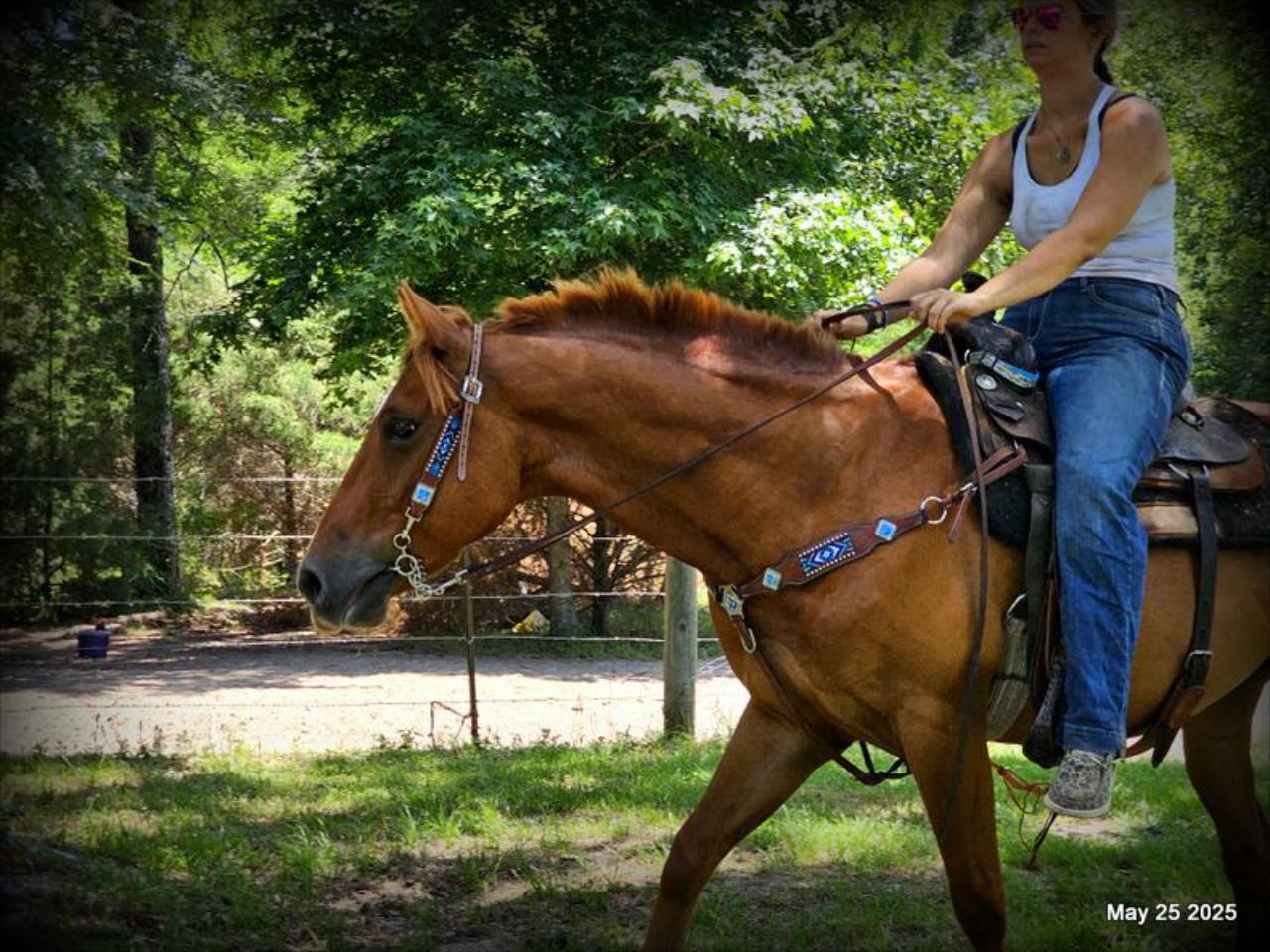 Smart Little Buzz AKA hawk
