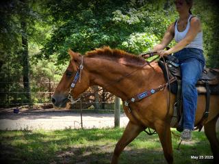 Smart Little Buzz AKA hawk