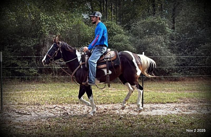 🧡Ragan🧡🎄 ✨ A Christmas Dream Horse Looking for Her Forever Home ✨ 🎄