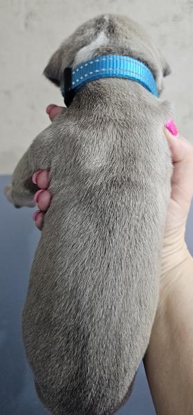 Blue Fawn Mantle Female