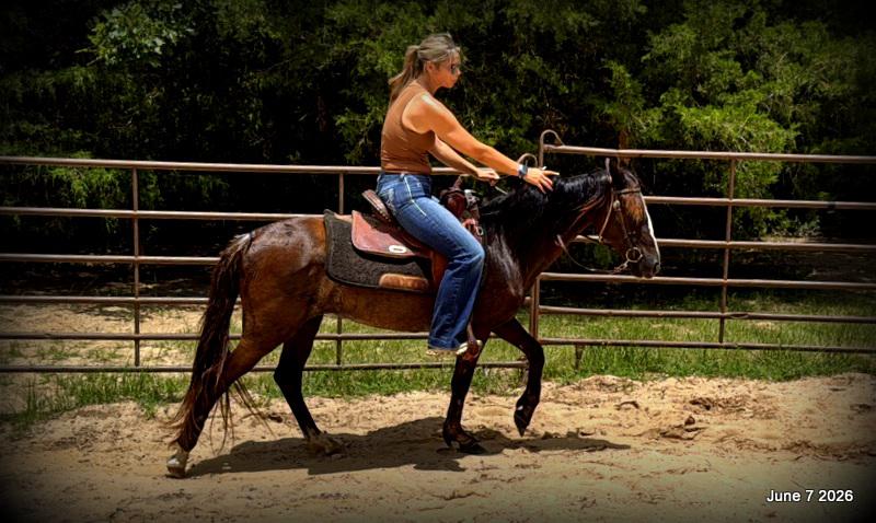 💛Bugs💛Smooth-Gaited Trail Mare 🌟