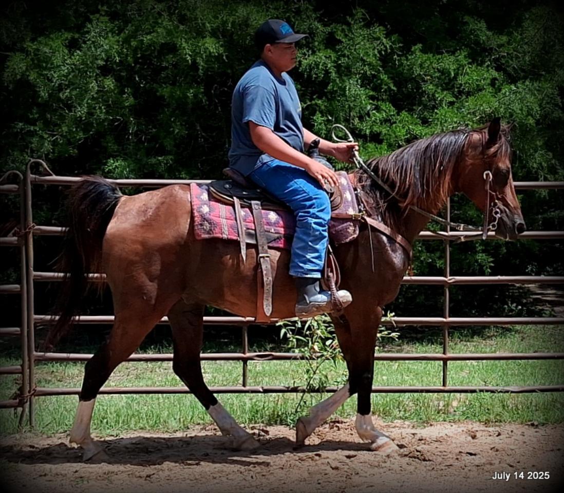 Cash- 11 Year Old Arabian Cross