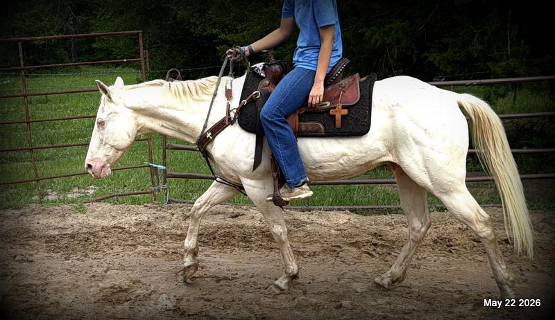 💚Prince💚Meet Prince: Your Dream Riding Partner! 👑