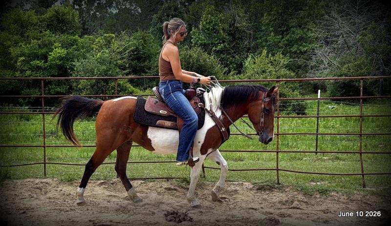 🧡Coca🧡Solid, Sensible Trail Mare 🌟