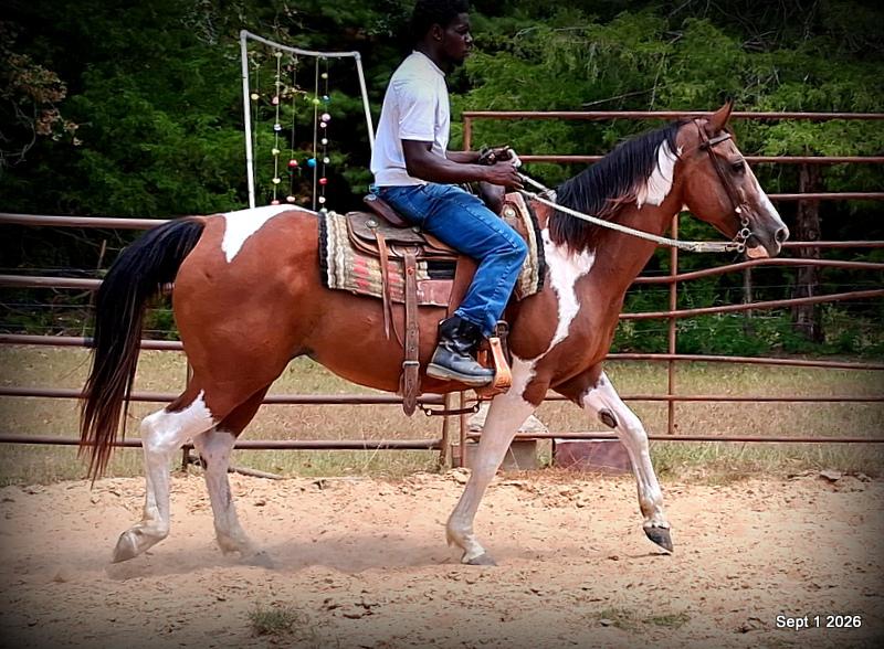 💛 🐴 Milly • Beginner Safe, Confident & Smooth Trail Mare💛