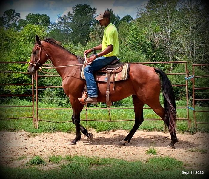 🧡 Jessica’s Beauty | Registered Standardbred Mare🧡