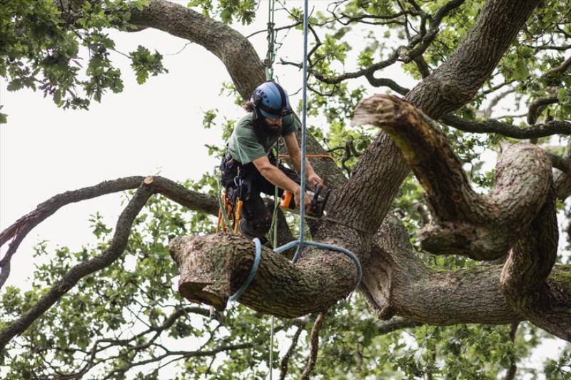 Tree Removals