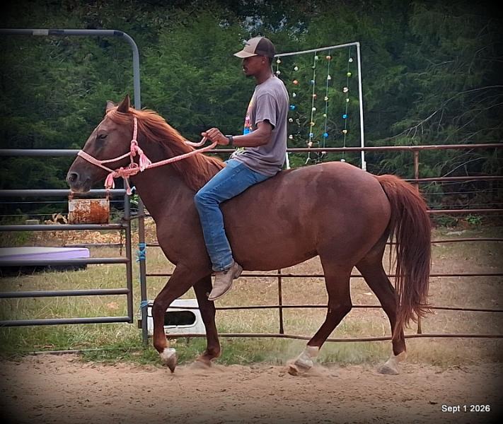 💚🐴 Cricket • Kid Safe & Beginner Safe Family Mare💚