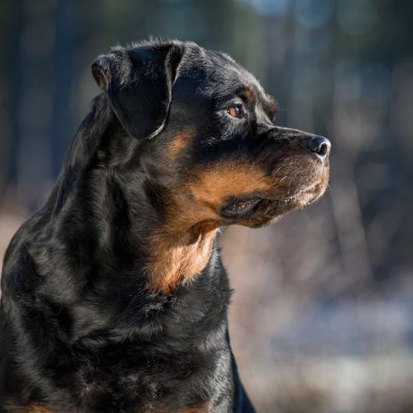 Protection &amp; Guard Dog Training