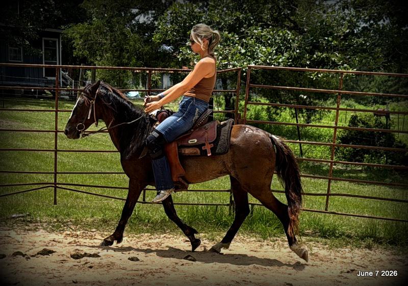 💛Bugs💛Smooth-Gaited Trail Mare 🌟