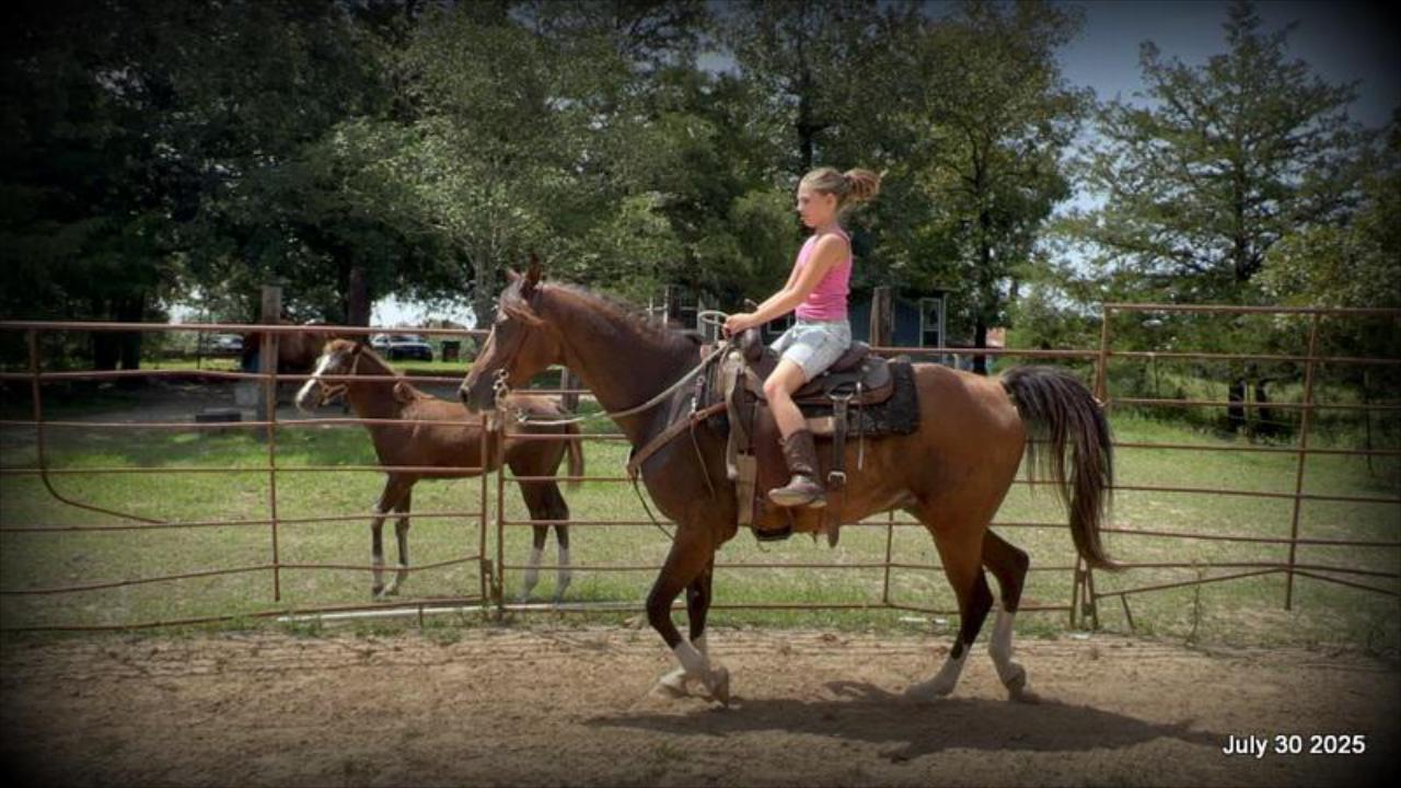 Cash- 11 Year Old Arabian Cross
