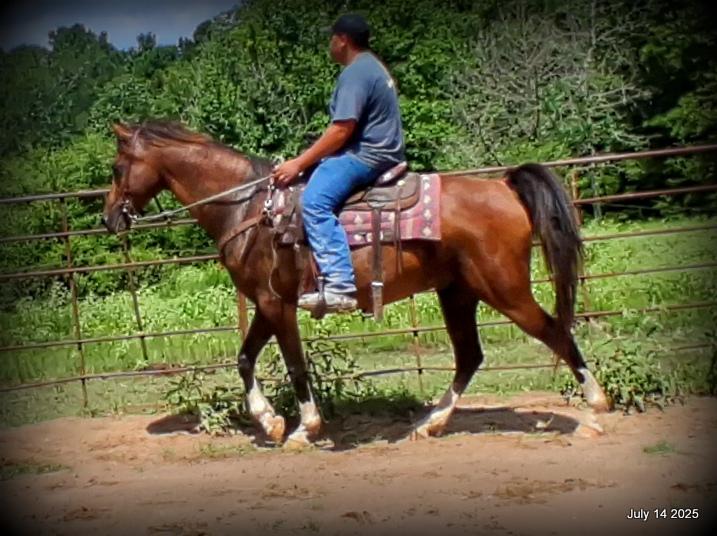 Cash- 11 Year Old Arabian Cross