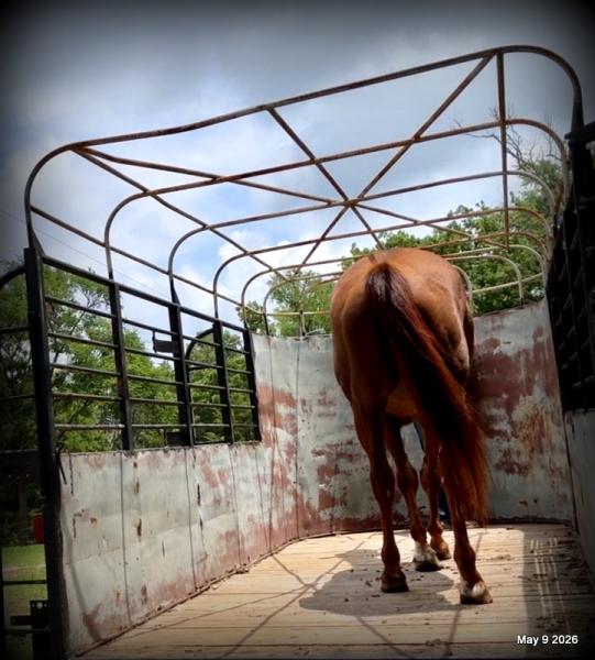 ❤️Mocha❤️Mare with a Story Still Being Written 🌟
