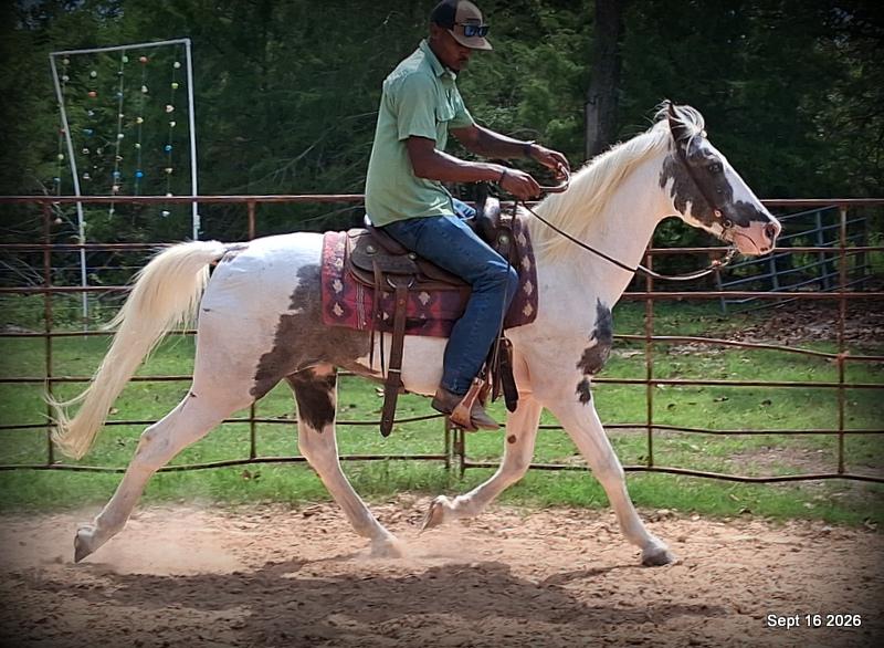💚 Cosmo | Kid-Safe Spotted Gaited Gelding
