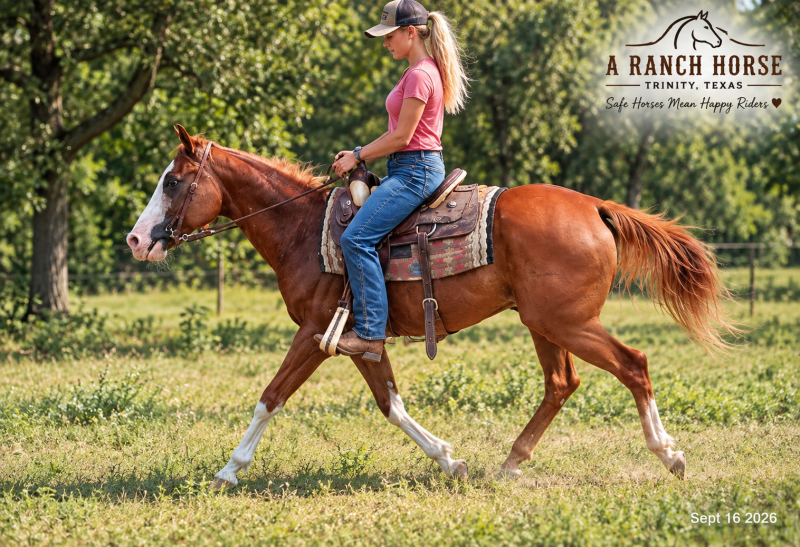 💚 Rocky | Kid-Safe Family Trail Gelding