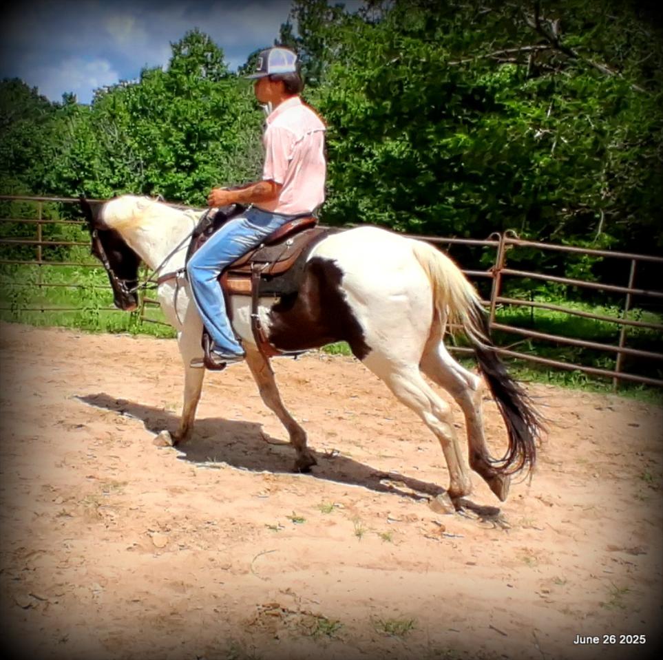 Meet Patrick – The Perfect Family Gelding!