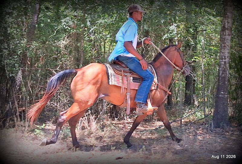 💚Sable • Beginner Safe & Family Safe Mare💚