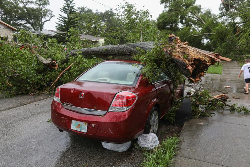 EMERGENCY TREE REMOVAL