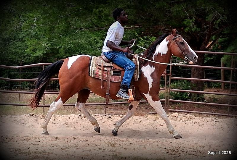 💛 🐴 Milly • Beginner Safe, Confident & Smooth Trail Mare💛