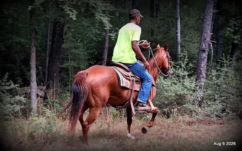 💛🐴 Scarlet • Ranch Experienced, Trail Ready & Ready to Ride💛