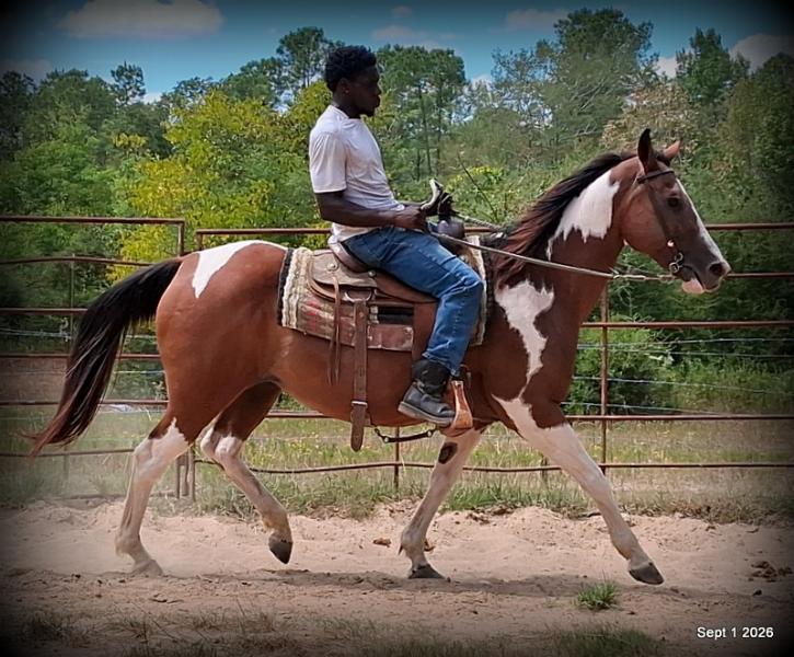 💛 🐴 Milly • Beginner Safe, Confident & Smooth Trail Mare💛