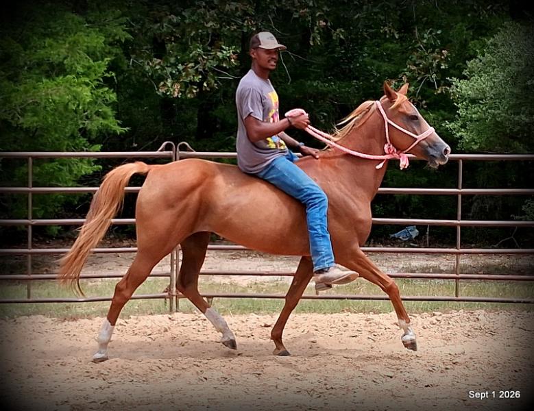 💚🐴 Blair • Kid Safe, Beginner Safe & Sweet Trail Mare💚