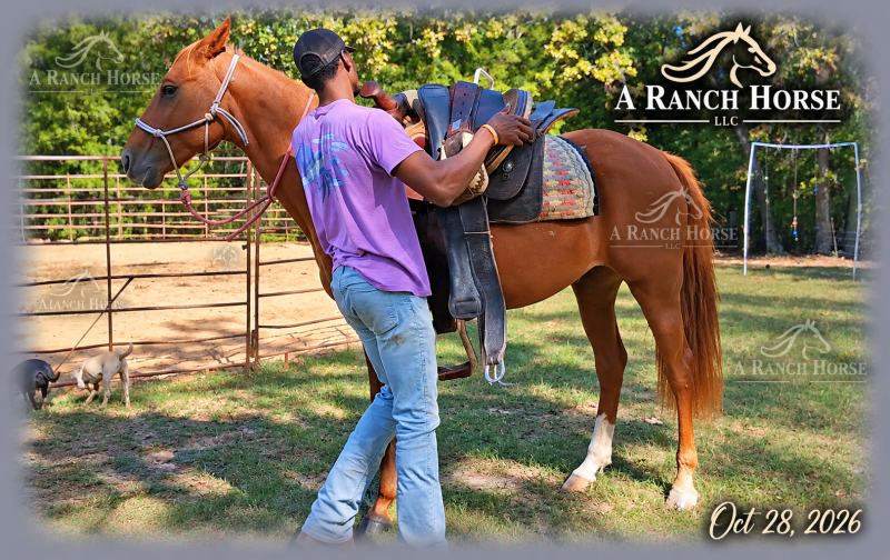 💚 BEAU 💚 THE BEAUTIFUL FAMILY-SAFE TRAIL GELDING