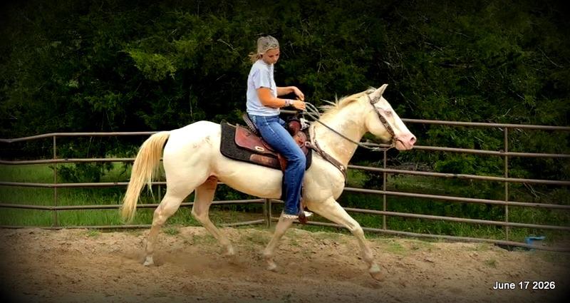 💚Prince💚Meet Prince: Your Dream Riding Partner! 👑