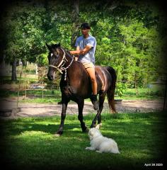 Midnight ***Gentle, Gaited Trail Gelding