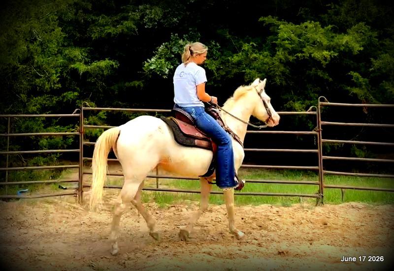 💚Prince💚Meet Prince: Your Dream Riding Partner! 👑