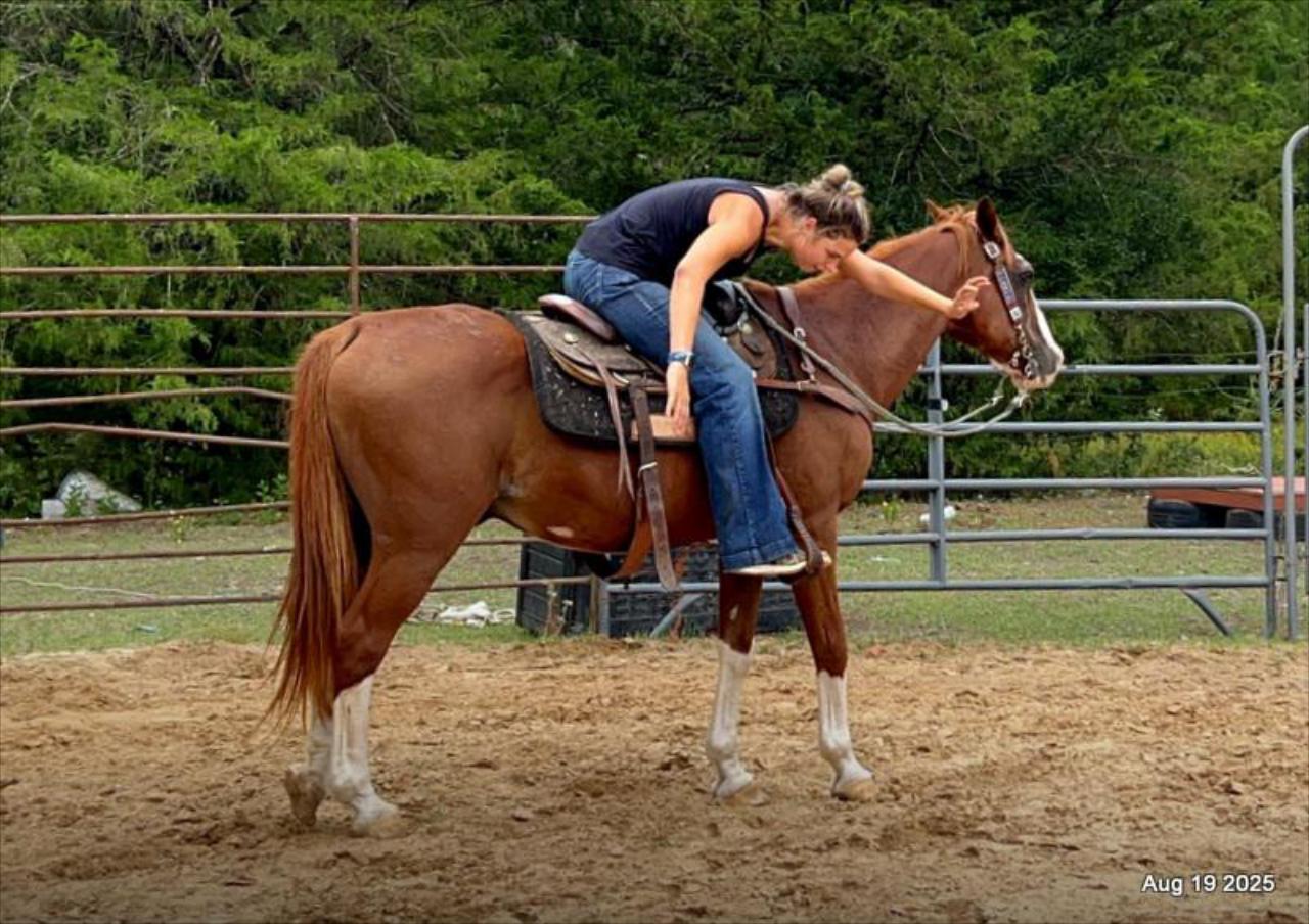 Cooper Amazing Beginners Horse