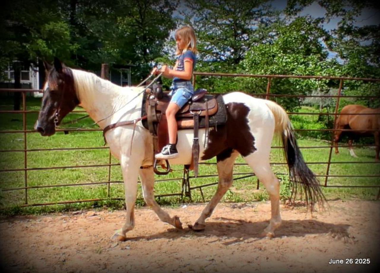 Meet Patrick – The Perfect Family Gelding!