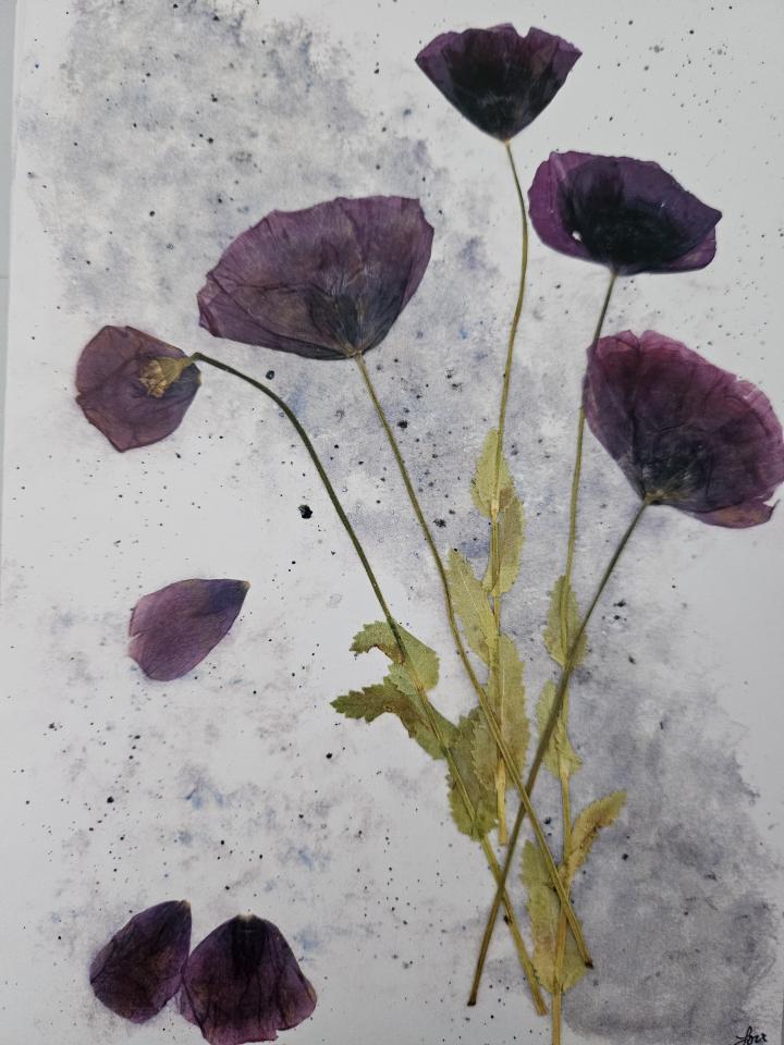 Jubilation Series 10 pack print cards