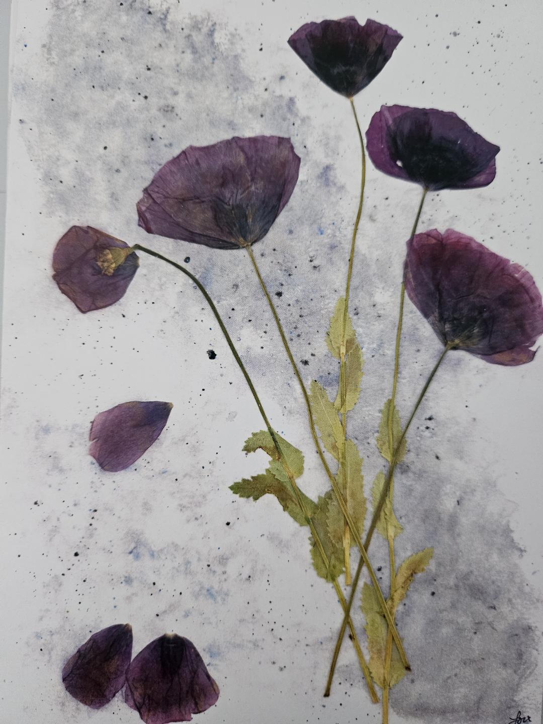 Jubilation Series 10 pack print cards