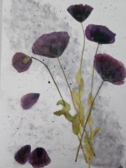 Jubilation Series 10 pack print cards