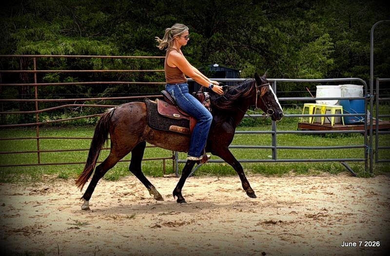 💛Bugs💛Smooth-Gaited Trail Mare 🌟