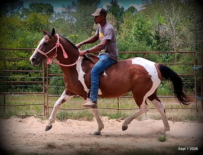 💛 🐴 Milly • Beginner Safe, Confident & Smooth Trail Mare💛