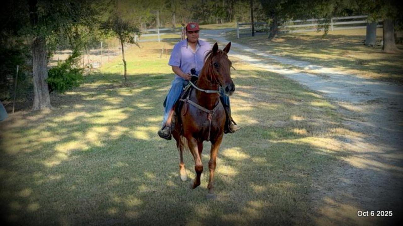🌹 Meet Missouri – The Mare That Makes Every Ride Feel Like Home 🌹