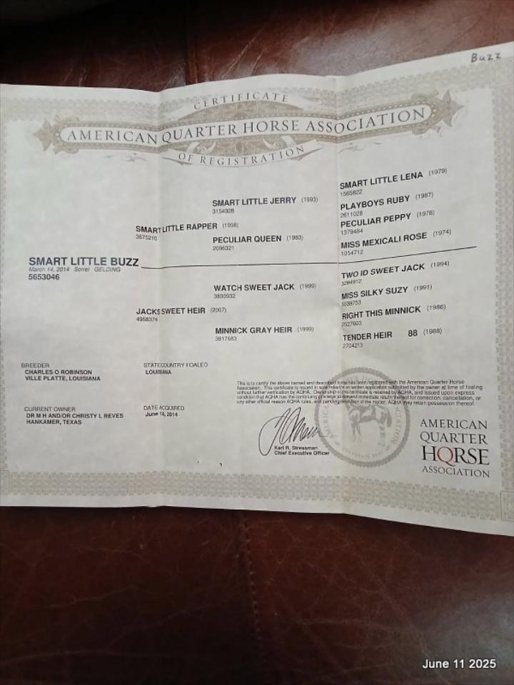 Smart Little Buzz AKA hawk