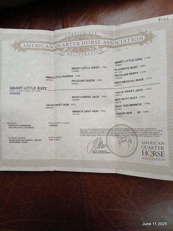 Smart Little Buzz AKA hawk