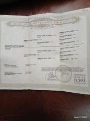 Smart Little Buzz AKA hawk