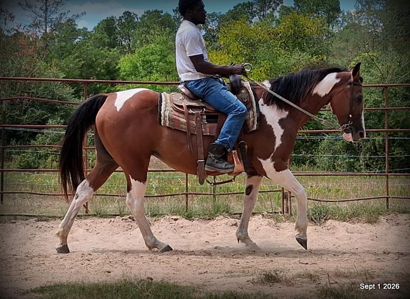 💛 🐴 Milly • Beginner Safe, Confident & Smooth Trail Mare💛