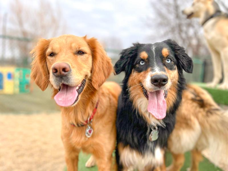 Pet Boarding In Sioux Falls SD Smoken Dakota Kennels In Sioux Falls