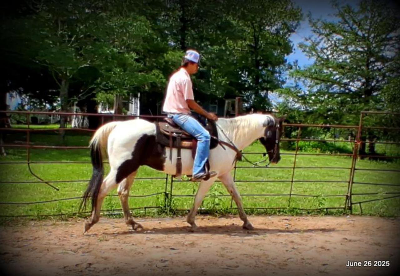Meet Patrick – The Perfect Family Gelding!