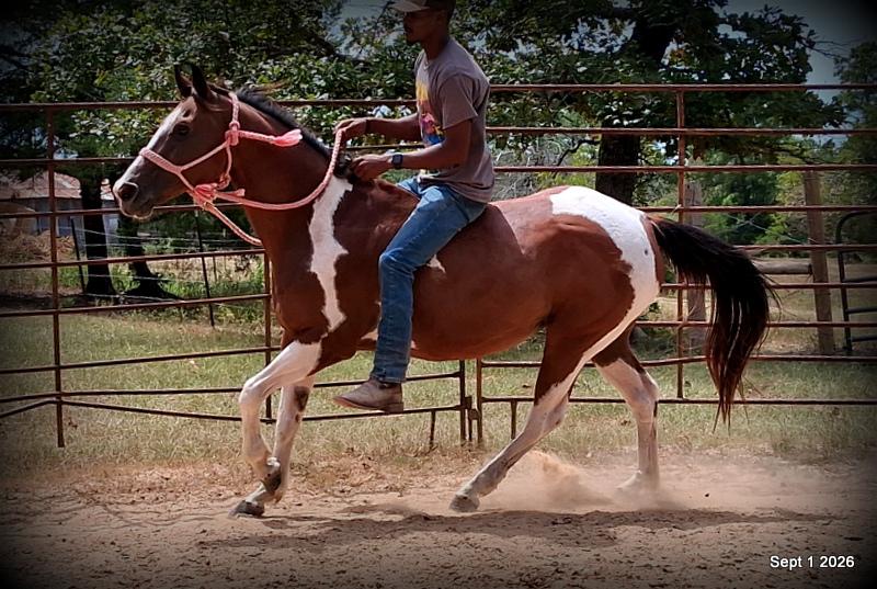 💛 🐴 Milly • Beginner Safe, Confident & Smooth Trail Mare💛