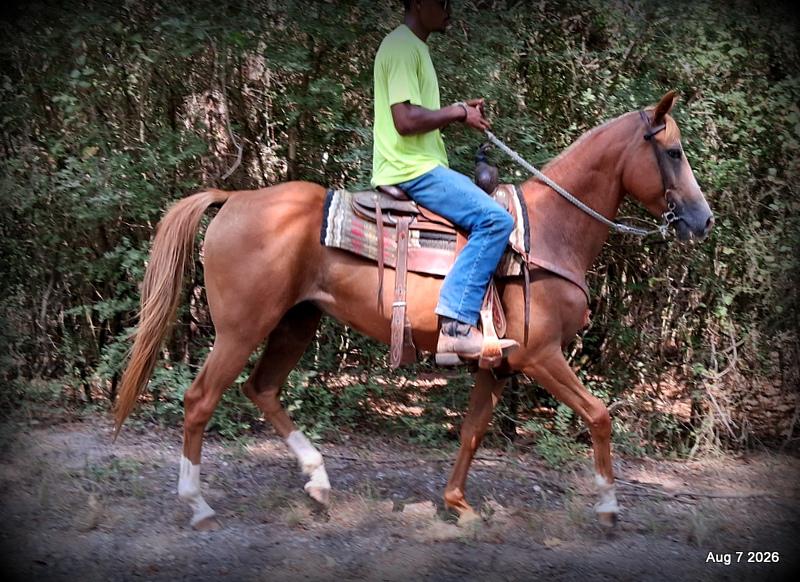 💚Blair • Beginner Safe, Seasoned Trail Mare💚