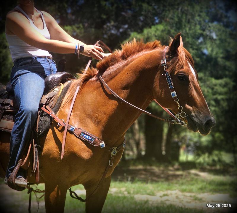 Smart Little Buzz AKA hawk