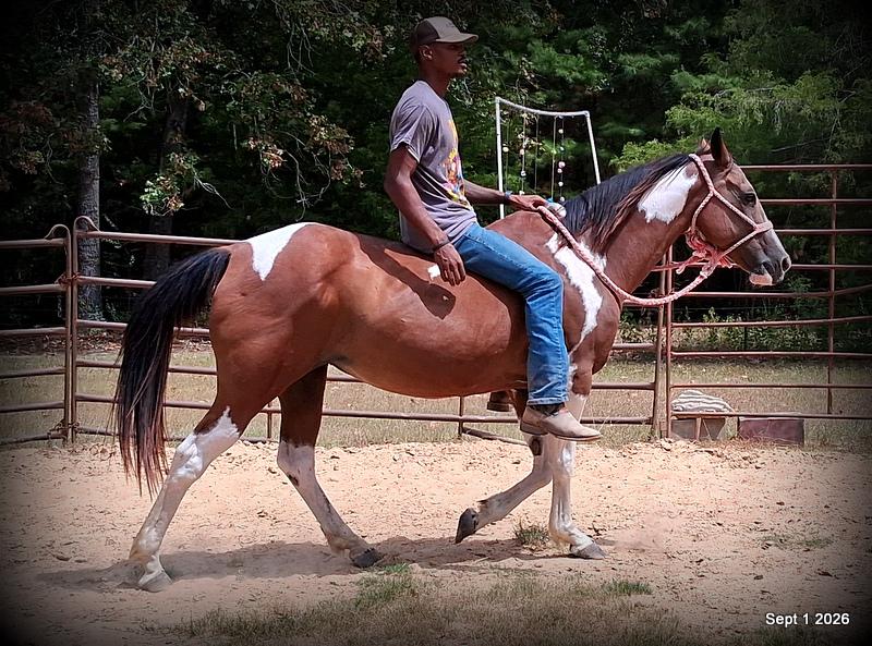 💛 🐴 Milly • Beginner Safe, Confident & Smooth Trail Mare💛