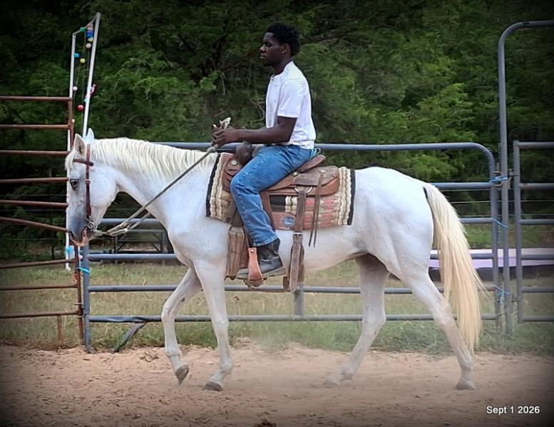 💛 🐴 Wisp • Beginner Safe, Smooth & Gentle Trail Mare 💛